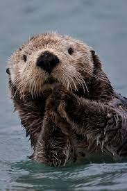 Sea Otter Portrait Art Print By Brian Ray In 2021 Otters Cute Animals Beautiful Animals