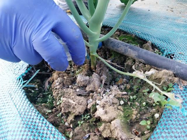 Fertilizantes biológicos a partir de residuos pesqueros: alternativa  sostenible para suelos agrícolas | Pescare