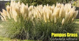 Pampas Grass Care Growing Pruning Cortaderia Selloana Pampas Grass Care Pampas Grass Landscape Grass Care