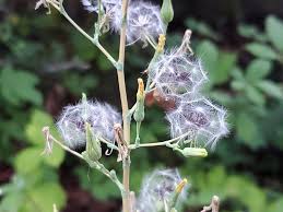 Image result for Lactuca glandulifera