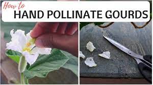 This kootu will be loved by kids too… How To Hand Pollinate Gourds Explained Youtube