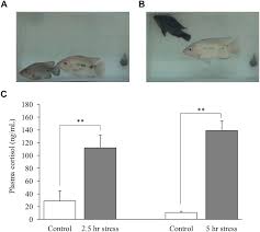 This means that the company is considered a legal 'person' that may buy or sell property, enter into legal contracts, and sue or be sued in courts of law. Frontiers Social Defeat Stress Decreases Mrna For Monoamine Oxidase A And Increases 5 Ht Turnover In The Brain Of Male Nile Tilapia Oreochromis Niloticus Pharmacology