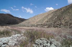 Apr 13, 2020 · you'll want to prep and plant these fragrant flowers in the fall for the best blooms come spring. Will Late Rains Bring A Super Bloom Of Wildflowers To California Deserts