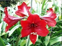 L lantana flower = bunga lantana laurel flower = bunga pohon salam lavender flower = bunga lavender lily = bunga bakung lagnolia flower = bunga magnolia. Gambar Bunga Bakung Gambar Ngetrend Dan Viral
