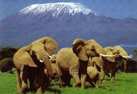 Image result for ngorongoro crater