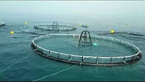 Keramba Jaring Apung Offshore Pertama Di Indonesia Prosatu