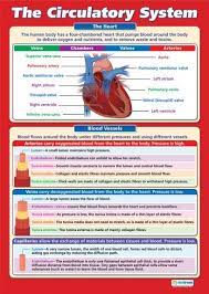 The Circulatory System Science Educational School Posters Gcse Science Science Biology Circulatory System