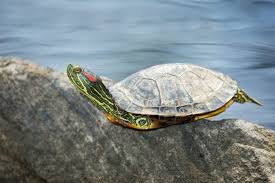 Some days your turtle may bask for 2 or 3 hours, and the next, 8 or 9. This Is What Happens When Your Turtle Is Always Basking Turtleholic