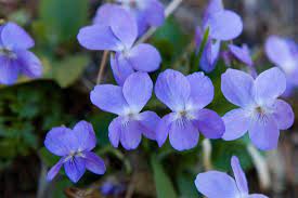 Enter any portion of the scientific, common name, or both. A To Z The Usa New Jersey State Flower New Jersey State Flower Wisconsin State Flower State Flower
