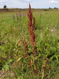 Image result for Rumex ruwenzoriensis