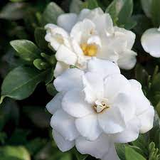 Gardenia Double Mint From Park Seed