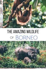 Where The Wild Things Live Wildlife In Borneo In 2020 Wildlife Adventure Borneo Travel Borneo