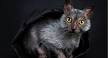 Lykoi Cat Breed Profile | Cat-World
