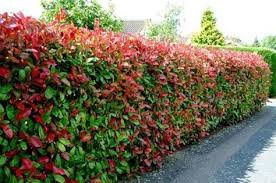 Here's how to do it cheap! Pin By Ivica Pocrnja On Garden Hedges In 2021 Evergreen Plants Hedging Plants Privacy Landscaping