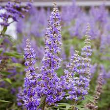 Image result for Vitex