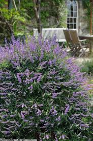 Image result for Vitex