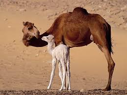 Where do bactrian camels live? And Animal Baby Camel Cute Hd Wallpaper Wallpaperbetter