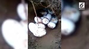 Maybe you would like to learn more about one of these? Berita Telur Buaya Hari Ini Kabar Terbaru Terkini Liputan6 Com