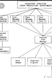 Flowchart On Rice Crop Production Brainly In