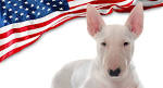 Bull Terrier Dog Breed Information - American Kennel Club