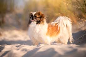 Image result for pekingese