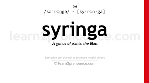 Thank you for helping build the largest language. How To Pronounce Syringa English Pronunciation Youtube
