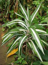 Cuidados Dracaena Deremensis Varieta Warneckii Dracaena Plant Plants Dracena