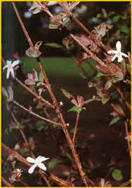 Image result for Feretia aeruginescens