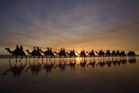 Thousands of camels in south australia will be shot dead from helicopters as a result of extreme heat and drought. Camels In Australia The Australian Outback And The Feral Camels