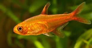Hyphessobrycon Amandae Aka Ember Tetra Poisson Aquarium Eau Douce Aquarium Poisson Coloration