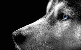 3 avoiding bad breeding situations. Dog Eyes Wallpapers Top Free Dog Eyes Backgrounds Wallpaperaccess