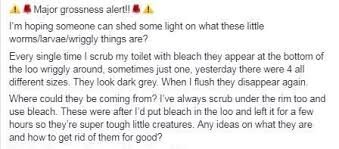 Then, about an hour later, i went to the bathroom, and before i could sit down, i saw a live brown worm sqirming in the toilet! You Could Get Black Toilet Worms In Your Loo Even After It S Been Bleached But This Is How To Get Rid Of Them