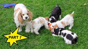 If your cocker spaniel is a show dog, consider having your dog professionally groomed. Cocker Spaniel Grooming Videos Featuring Jim Zim And Eilene White