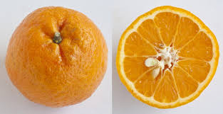 (lihat tarikh perayaan di bawah.) Sebelum Beli Wajib Tahu Jenis Jenis Limau Mandarin Yang Sedap Impiana