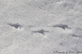 Quiz könnt ihr die tierspuren lesen? Tierspuren Im Schnee Ratsel Welches Tier Ist Durch Den Schnee Gelaufen Winterfotos Winterlandschaft Und Winterbilder