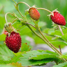 Browse other questions tagged identification strawberries or ask your own question. Strawberry Alpine Seeds The Seed Collection