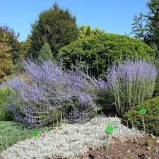 Image result for perovskia atriplicifolia 'little spire'