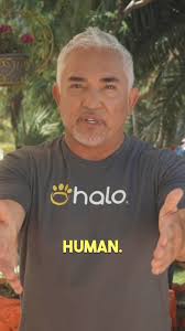 How to get your dog to stop barking! , #dogsofinstagram #dogtraining  #dogtips