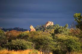 Image result for Maerua prittwitzii