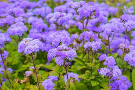 Image result for Ageratum