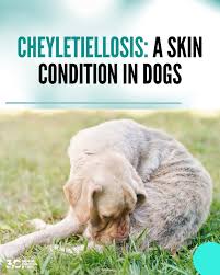 Image result for what do Cheyletiella look like in dog fur