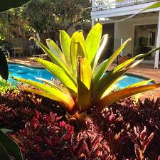 Earth Creation Landscapes On Instagram Love The Sunlight On This Bromeliad In The Morning Light Morning Light Landscape Earth