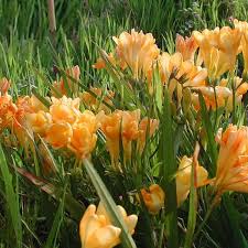 Image result for Freesia grandiflora