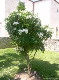 Frangipani and hibiscus, the perfect combination for a destination wedding. Plumeria Pudica Bridal Bouquet Toptropicals Com