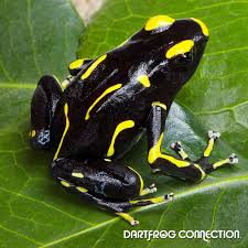 Black And Yellow Frog Dart Frog Connection Dartfrog Connection Sale Dart Frog Frog Poison Dart Frogs