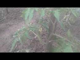 Ingrasamant Cu Gunoi De Pasare Pentru Rosii Youtube Youtube Nature Make It Yourself