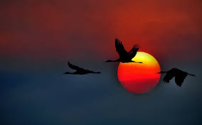 Birds Flying In The Sky Sunset Pin By Lopusina Marijana On Nature With Images Crane Bird Birds Flying Bird Wallpaper