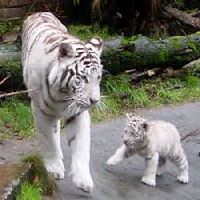 Are white tigers still endangered? Bengaalse Witte Tijger Panthera Tigris Tigris