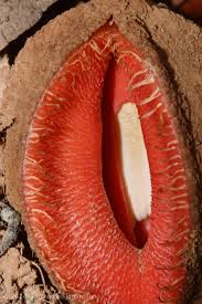 Image result for Hydnoraceae
