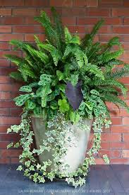 Ivy Ferns And Other Tropical Plants In A Tall White Stone Pot Against A Red Brick Wall Plants Front Porch Flowers Container Plants